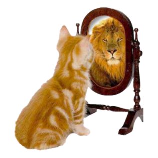 Image result for cat and lion mirror